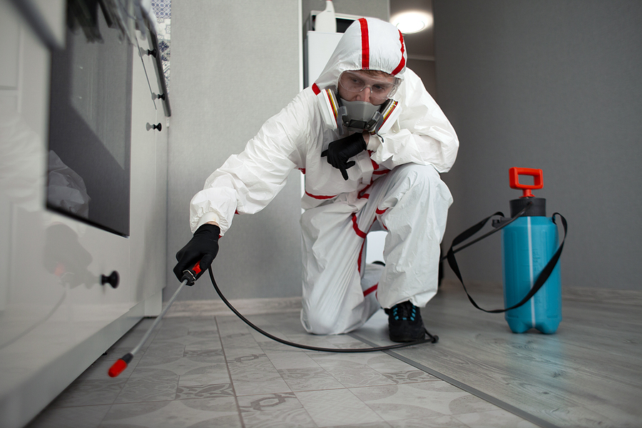 pest-removal-adelaide
